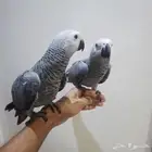 للبيع فرخين كاسكو