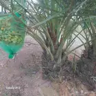 نخل الزلفي والغاط