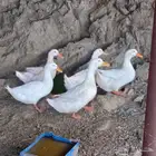 بط بكيني للبيع