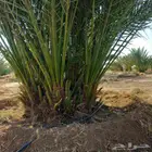 فروخ برني كبيره طيبه