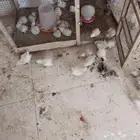 للبيع صوص رومي وقطني وبراهما صوص ودجاج