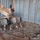 البيع دجاج و أرانب