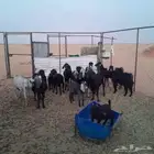 معزا