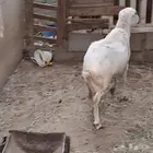 فحل للبيع شرط صحة عيبه ينطح