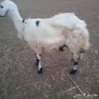 رخل جذع عميا اول بطن للبيع