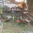 صوص مهجن تركي مع فرنسي