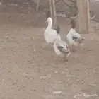 بط للبيع حوالي 27 حبه كبار وصغار