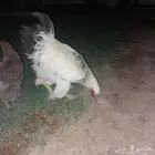 للبيع دجاج براهما