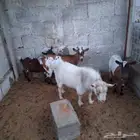 معزاء قزم . . .