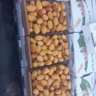 خراف اليوم خلاص حبه كبير طيبه