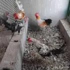 ديك بلدي عمر 8شهور