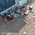 دجاج جميد العددحول الموقع حي الجامعه للتواصل واتساب او اتصال
