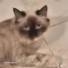 قطه للتبني نوعيه مهجنه هملايا مع شيرازي ..