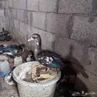 بيع بط