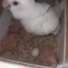 عصافير روز جوز ذكر وانثى وخمسه فراخ