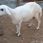نعجة حري العمر واضح في الصوره للبيع