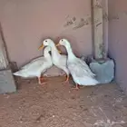 بط لبيع بكني عمره سنه