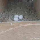 جوز روز منتج