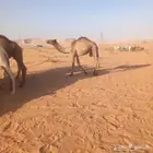 حاشي قعود مفرود طيب موقعه ضرما