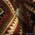 قطه مدري شوضعه ولا شنوعه تبني