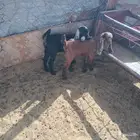 دواغير