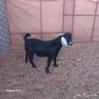 للبيع تيس عارضي ذبح