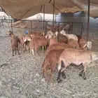 طليان سواكني ذبايح
