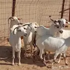 ماعز
