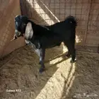 للبيع تيس عارضي