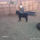للبيع تيس عارضي
