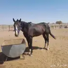 حصان للبيع