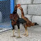 دجاج سندي باكستاني