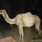 ناقه اركيه للبيع التواصل واتس اب