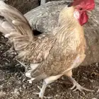 ديك بعمر ثلاث سنوات 2ديك بعمر ست شهور