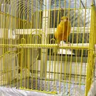 ذكر كناري تغريد