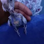 فرخ بادجي غر