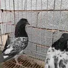 جوز باكستاني كراس كمنقر