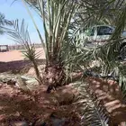 نخل للبيع بجميع أنواعها ومقاساتها نوايع ع حسب رغبه الزبون