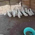 بط بكيني للبيع