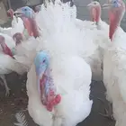 دجاج رومي