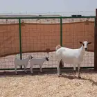 عنز بيشيه كحلا صنف معها 2 تم البيع