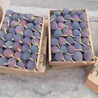 حماط _ ميسان
