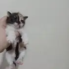 كيتن شيرازي هجين عمر شهر للتبني