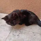 قطو للتبني