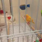 كناري جزري للبيع