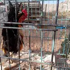 ديك شوكي دم صافي