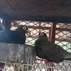 نعرض لكم زوج كرياير ومعهم فرخ تب التب الصحة شرط