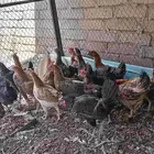 دجاج عربي