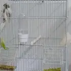 كناري سوري