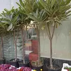 مشتل تنسيق الحدائق ابوعوض لله لبيع الشتلات والزهور